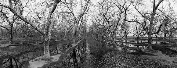Flooded Orchard