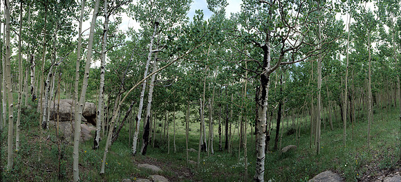 Gold Camp Road Spring