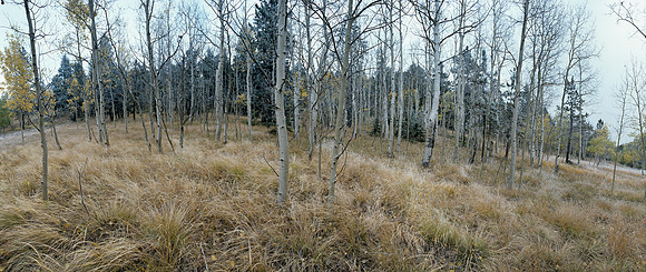 Aspen Grass