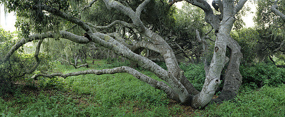 Oak Tree Number 2