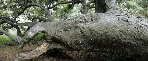 Oak Tree Number 4