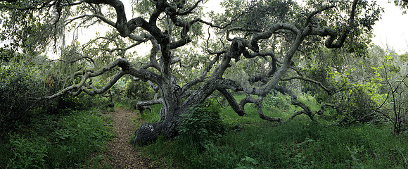 Oak Tree Number 5