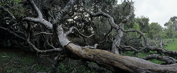 Oak Tree Number 6