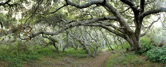 Oak Tree Number 7