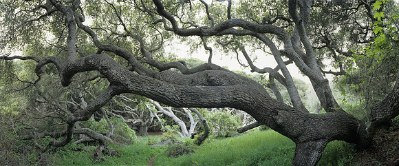 Oak Tree Number 8