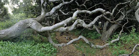 Oak Tree Number 9