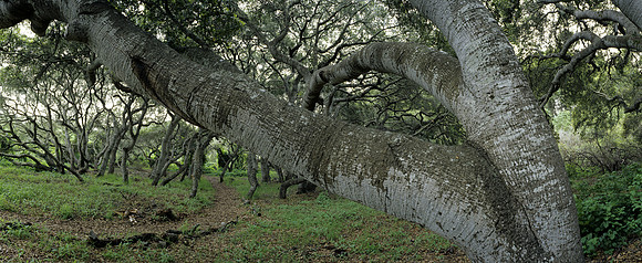 Oak Tree Number 10