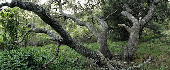 Oak Tree Number 11