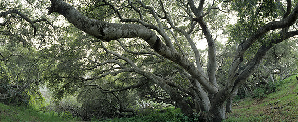 Oak Tree Number 12