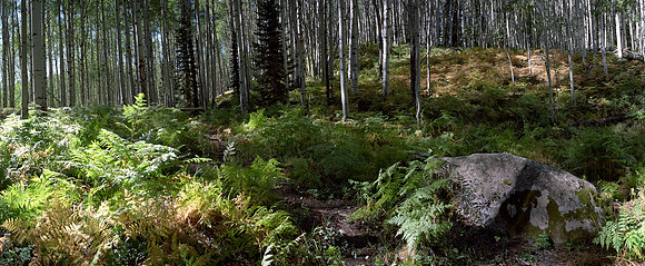 Secret Forest